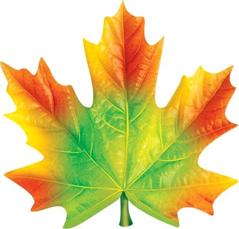 Разноцветные кленовые листья