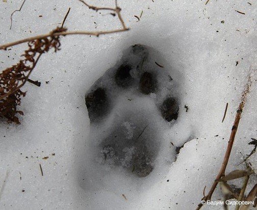 Следы рыси на снегу