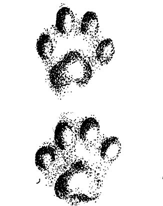 Отпечаток следа рыси