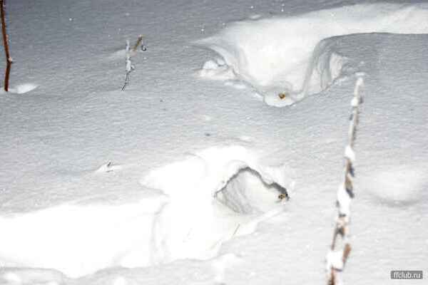 Куропатка зарывается в снег