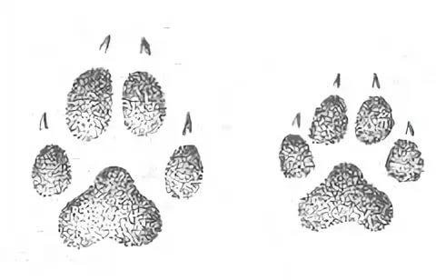 Следы волка для детей