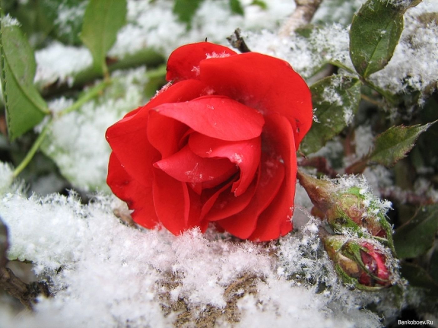 Цветок зима красивая. Зимние цветы. Цветы в снегу. Красивые зимние цветы. Красивые розы на снегу.