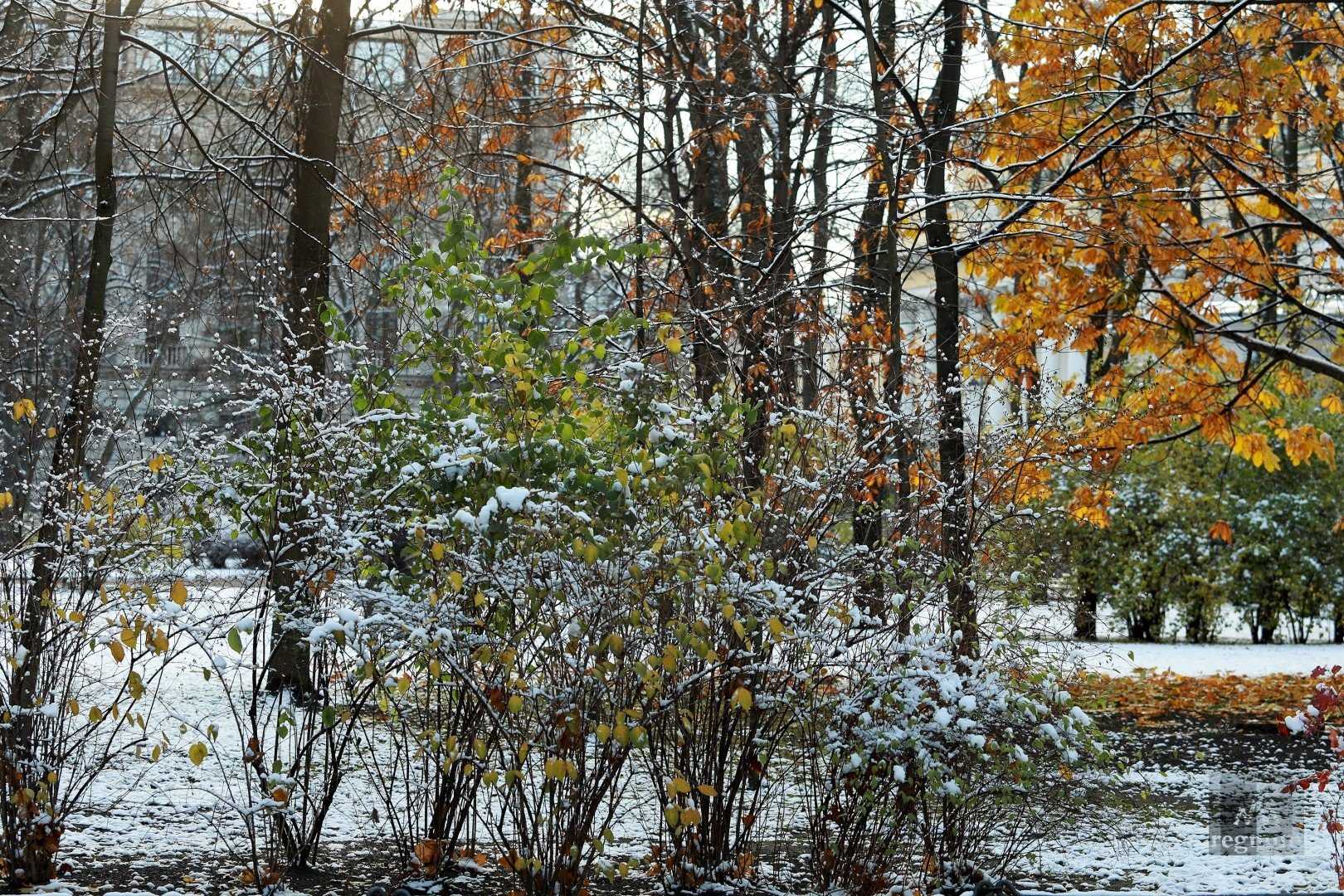 Ноябре выпадет снег. Первый снег. Октябрь первый снег. Первый снег в Москве. Снег осенью в Москве.
