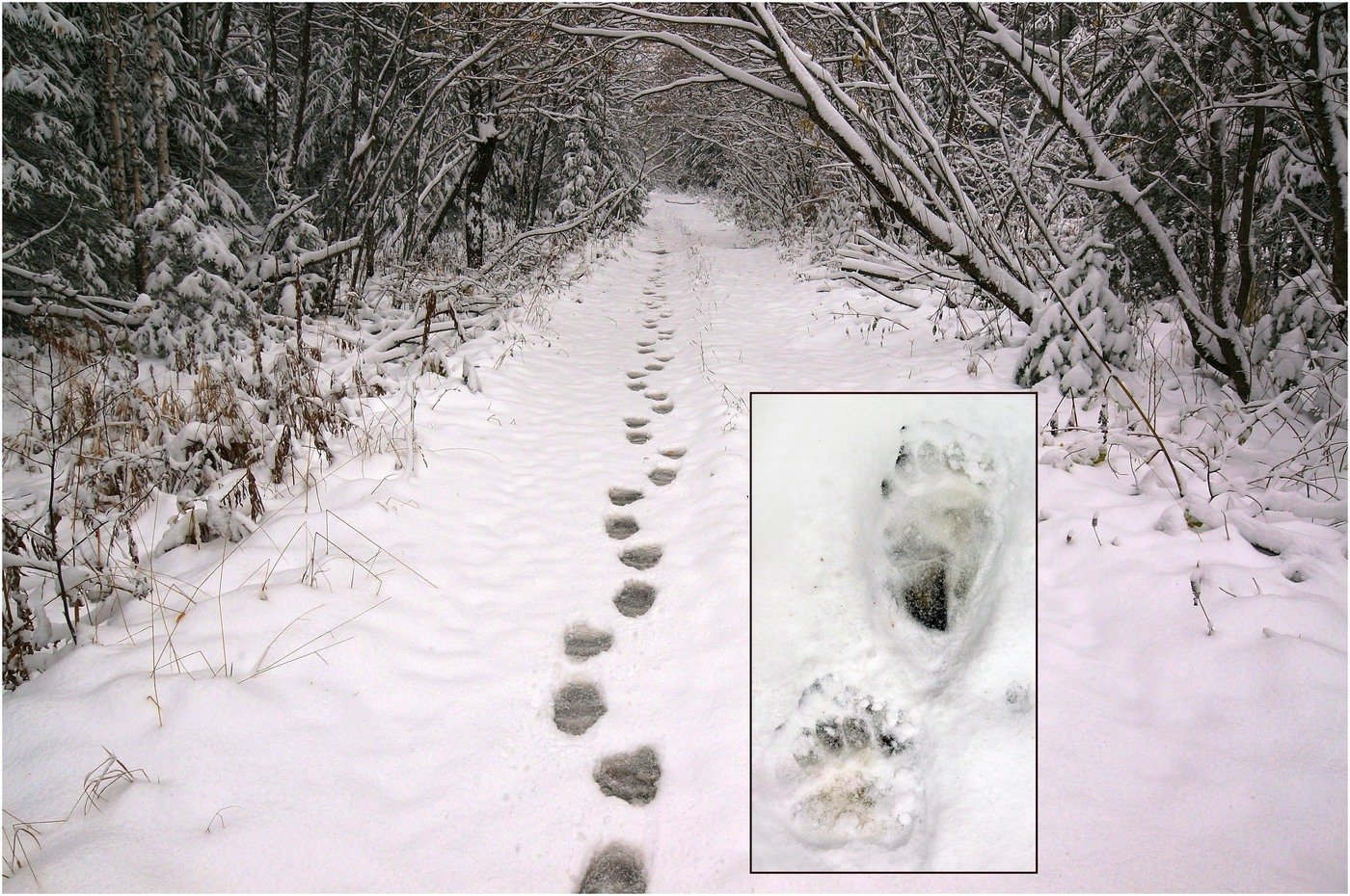 Зверя по следам слушать. Следы медведя зимой. Следы чупакабры на снегу. Следы медведя на снегу. Следы животных на снегу медведя.