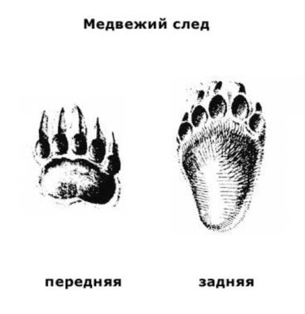 Следы медведя