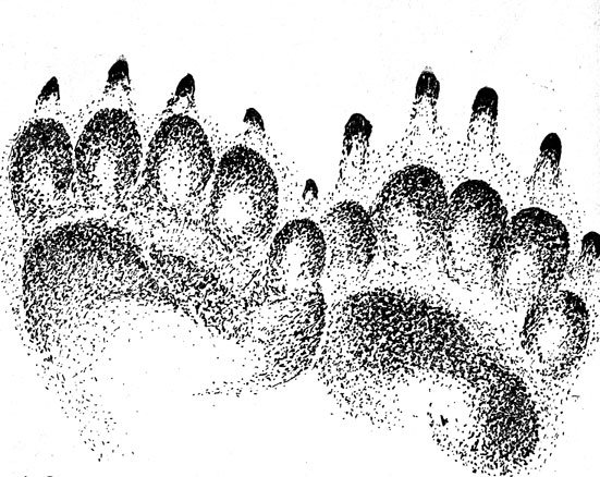 След белого медведя