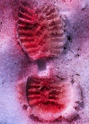 Красный снег Сладков картинки