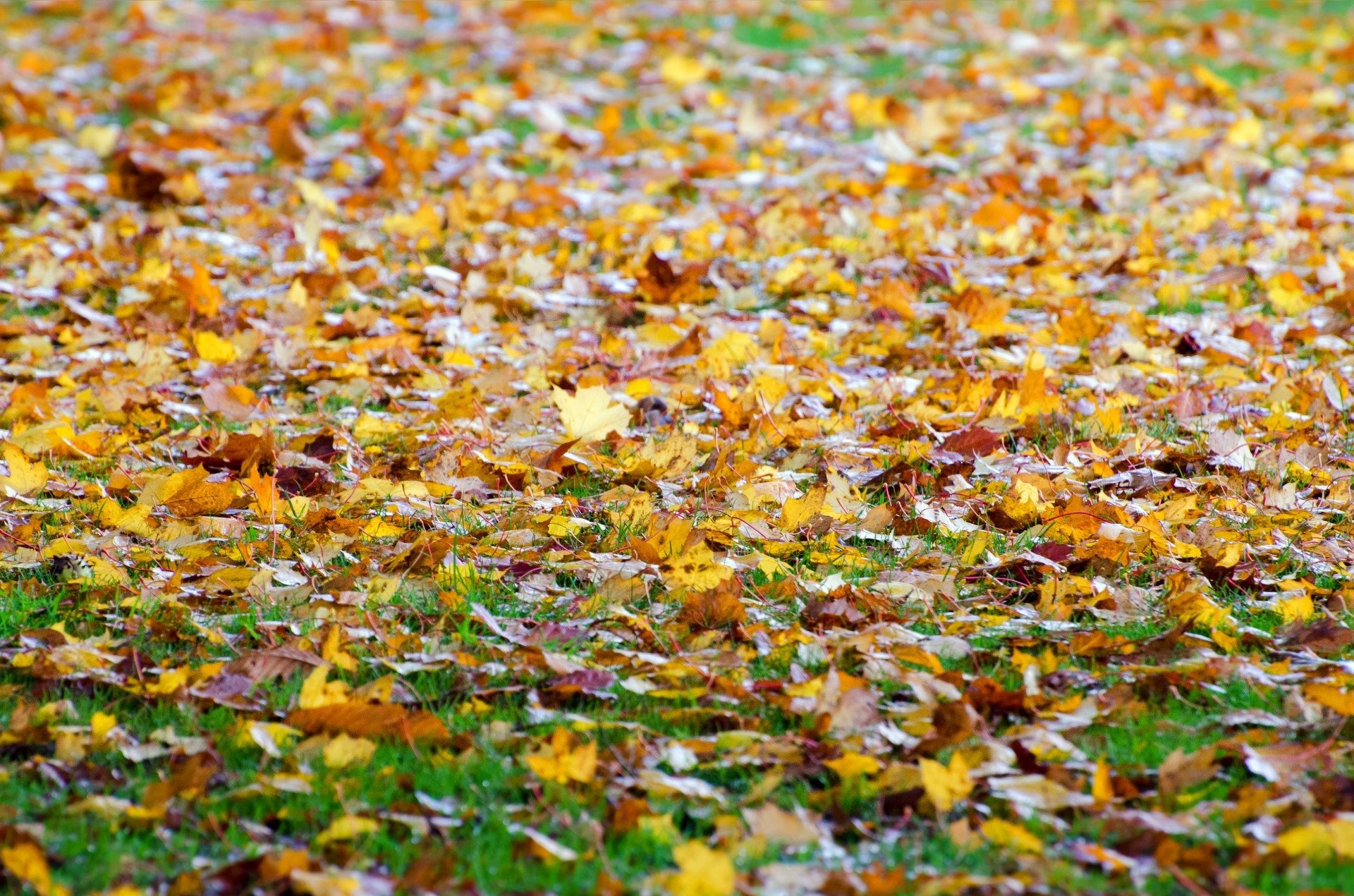 Осень какая трава. Листья на земле. Осенние листья на земле. Осенние листья на траве. Осень листва на земле.