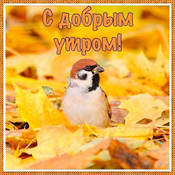 С добрым осенним утром прикольные