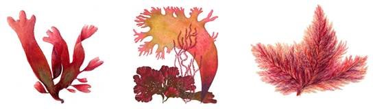 Снежные водоросли