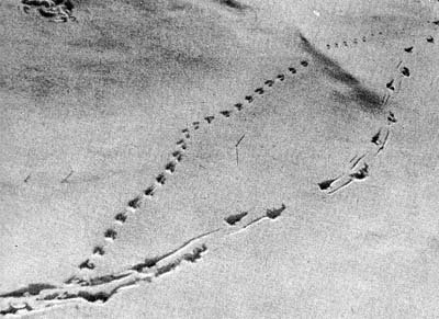 Н Сладков загадочные истории красный снег