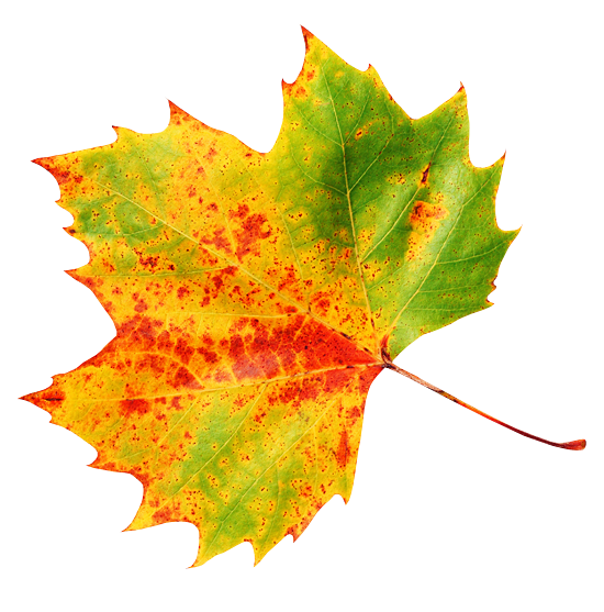 Осенние листья на прозрачном фоне