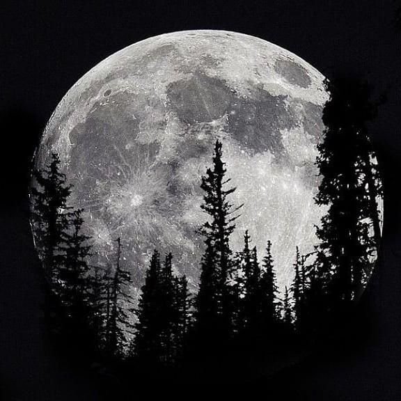 Лес на фоне Луны