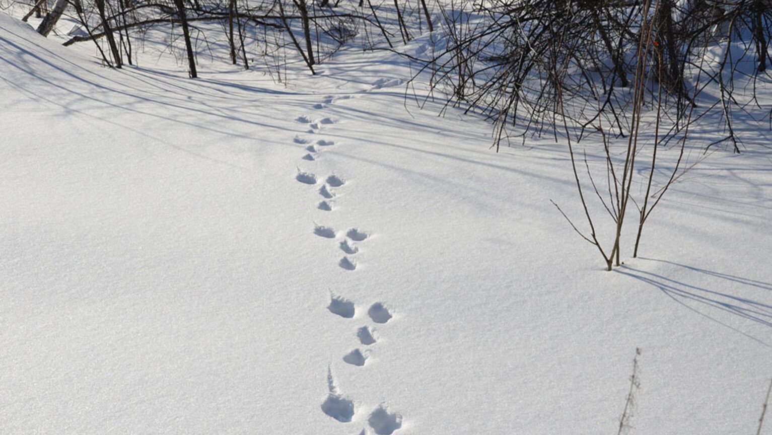 Заячьи и лисьи следы на снегу. Следы зайца беляка. Следы зайца в зимнем лесу. Следы зайца русака. Следы зайца беляка на снегу.