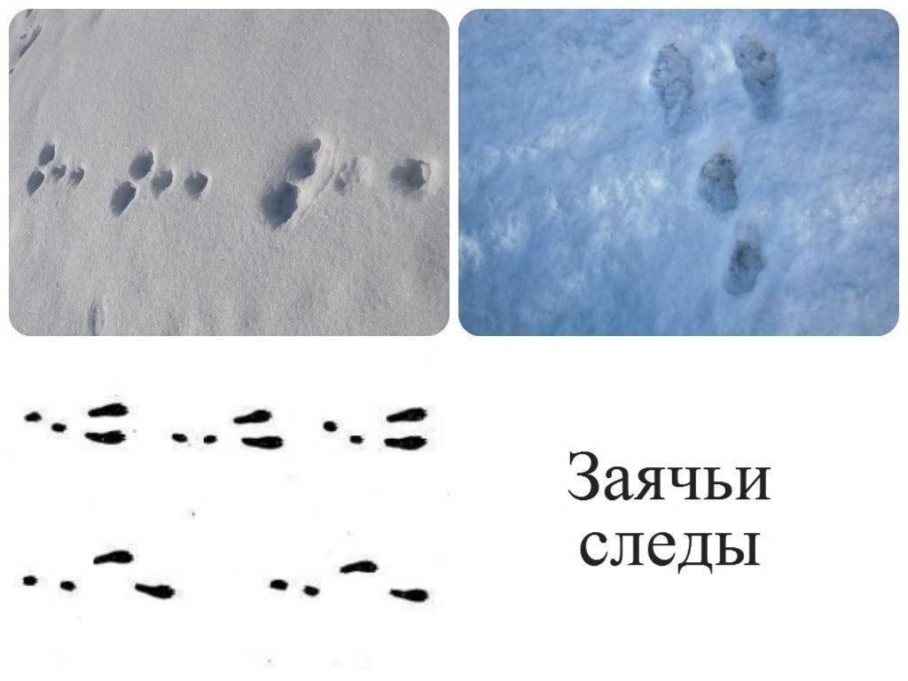 Остаются лишь следы. Следы зайца беляка на снегу. Как выглядят следы зайца. Заячьи следы на снегу. Как выглядят заячьи следы на снегу.