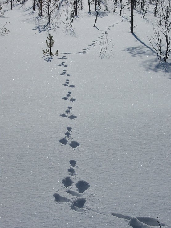 Заячьи и лисьи следы на снегу. Следы зайца в зимнем лесу. Следы зазайца на снегу. Заячьи следы на снегу. Следы зайчика на снегу.
