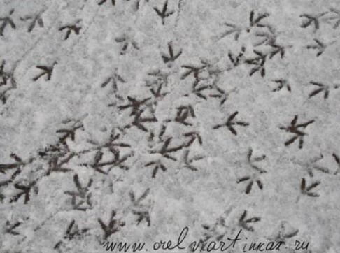 Следы воробья на снегу