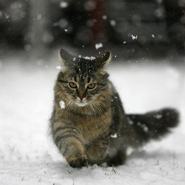 Кот идет по снегу