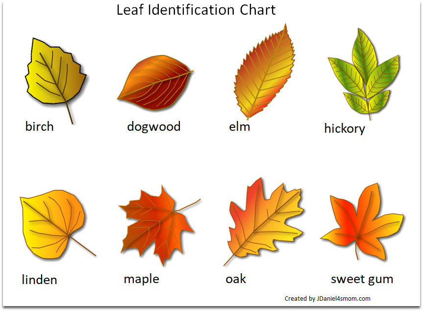 Картинки названия листьев. Листочки деревьев. Листья разных деревьев. Осенние листья с названиями. Осенние листочки с названиями.