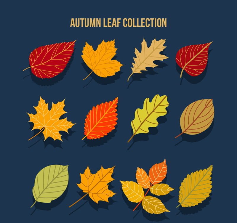 Красивые листья с названиями. Разные листья. Осенние листья. Листья деревьев. Осенние листья разных деревьев.