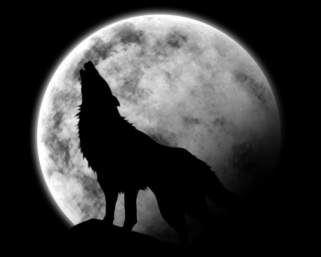 тату волки фото вой на луну