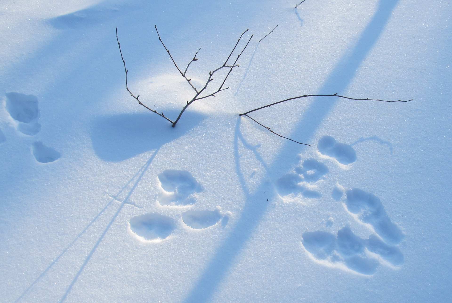 Вид заячьих следов. Следы зайца русака. Следы зайца беляка. Заячьи следы. Следы на снегу картина.