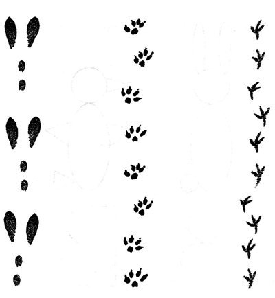 Заяц и следы зайца