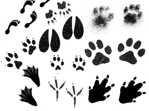 Отпечатки следов животных