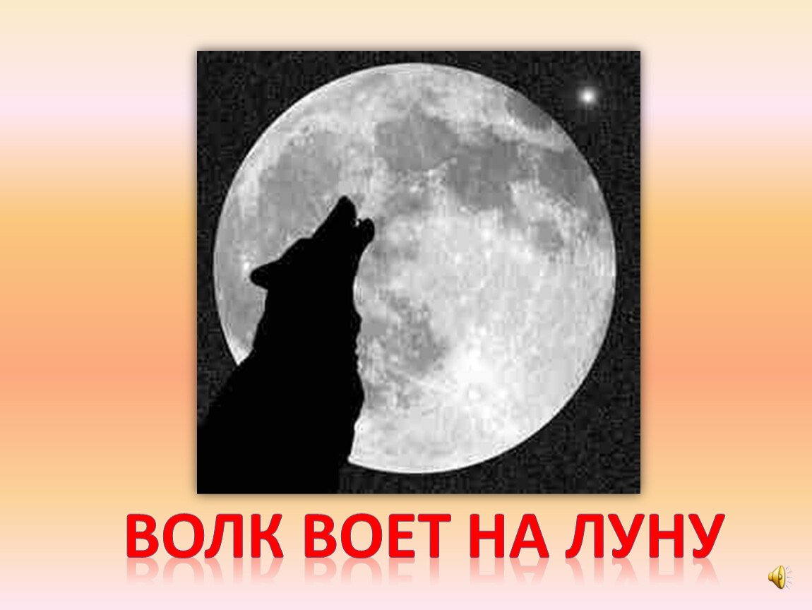 Вой волка на луну песня. Волк воет на луну. Хочется выть на луну. Почему волки воют на луну. Волк воет на луну картинка.