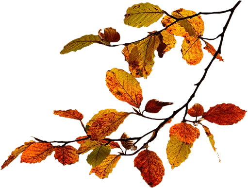 Осенняя ветка на прозрачном фоне