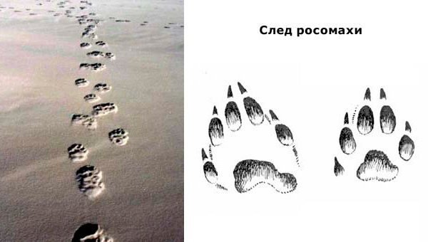 След Росомахи на песке