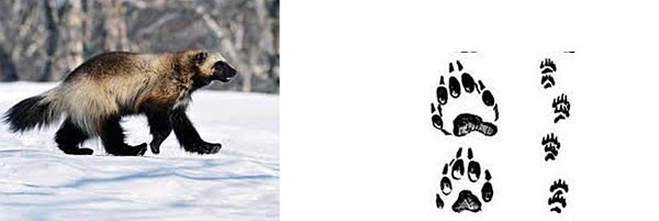 След Росомахи