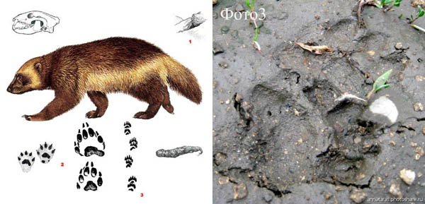 Следы животных Росомаха