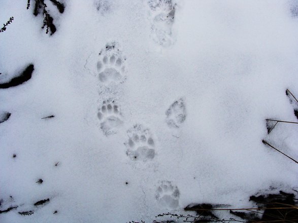 Отпечатки следов Росомахи на снегу