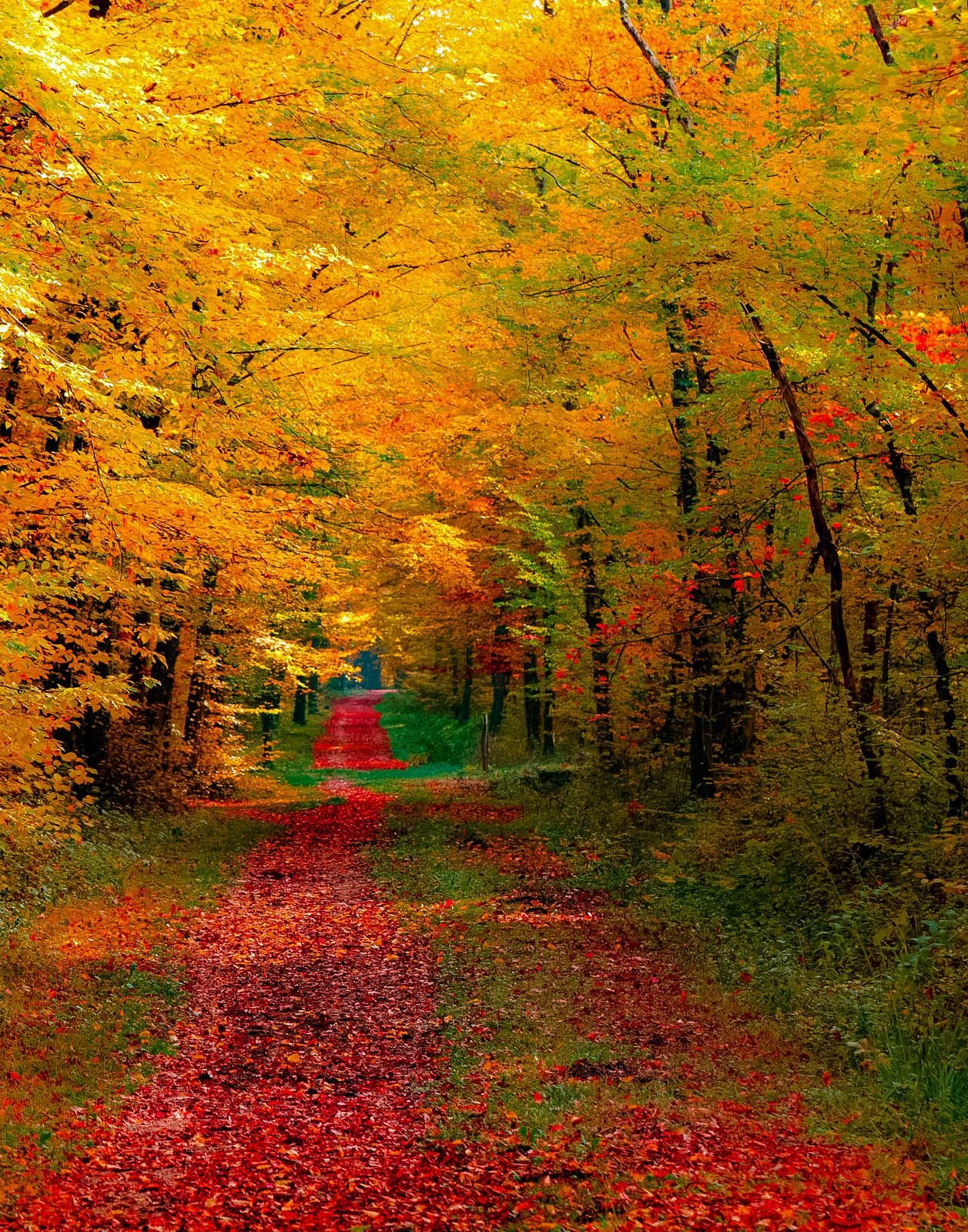 Картинки осенний лес красивые на телефон (67 фото) » Картинки и статусы про  окружающий мир вокруг