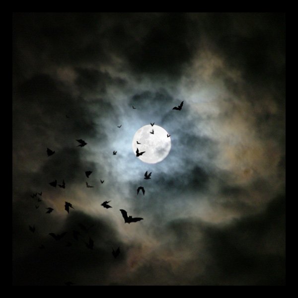 Ночное небо с летучими мышами