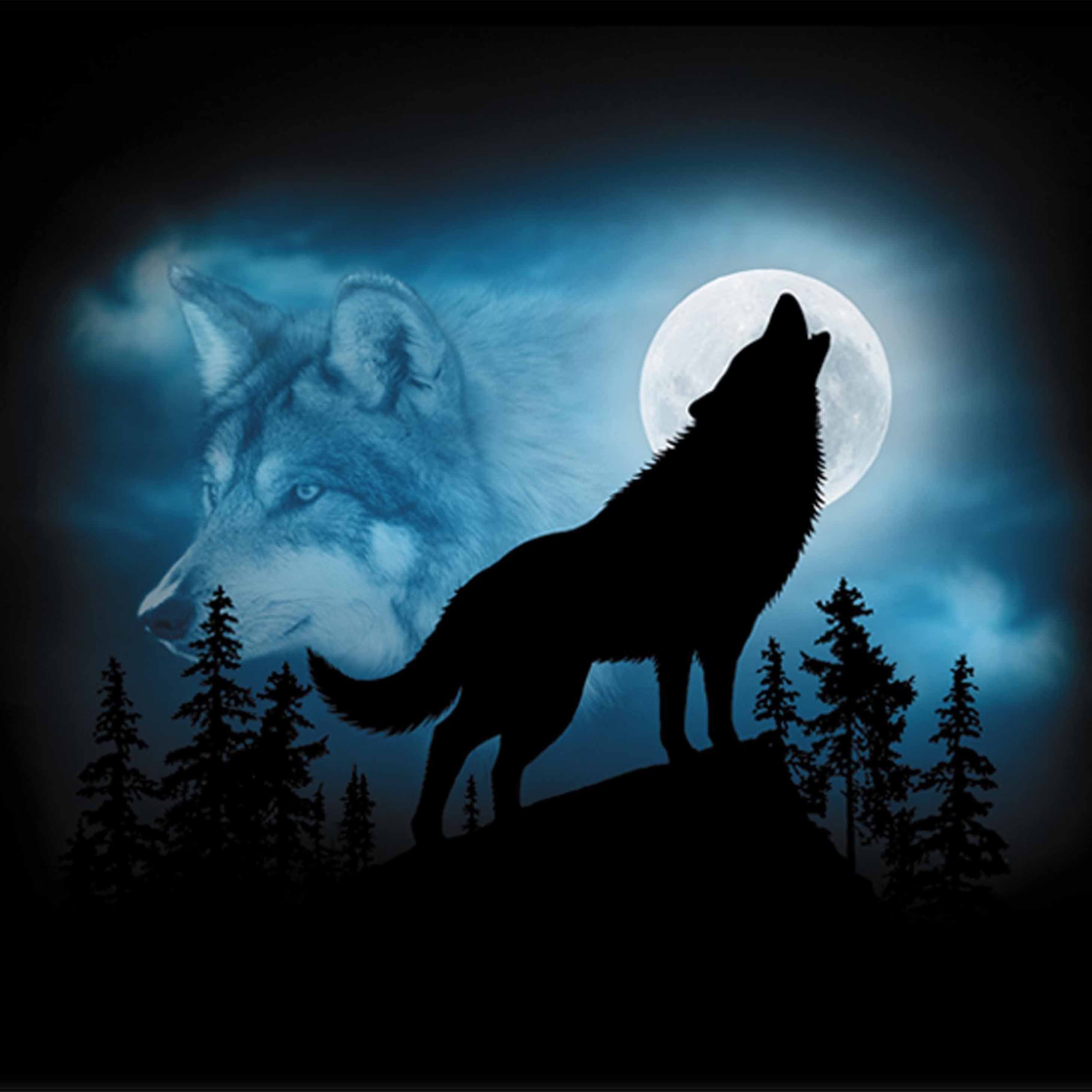 волк красивые картинки ночью