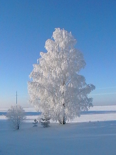 Береза в снегу