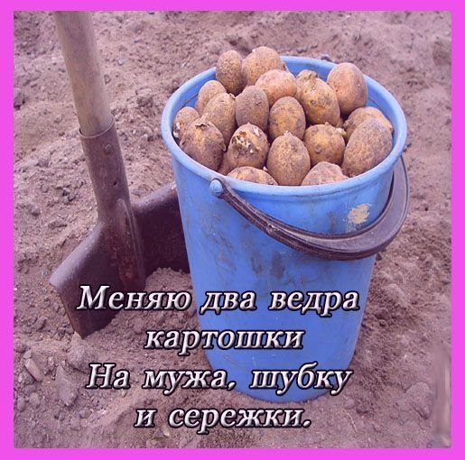 Открытки с картошкой