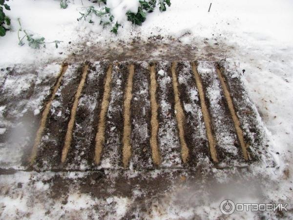 Припорошило снегом грядки