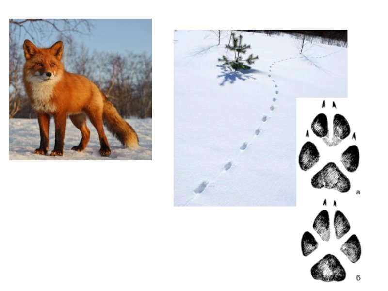 Зверя по следам слушать. Следы зайца лисы медведя. Следы диких животных лисы. Следы зайца лося волка лисы. Лисьи следы на снегу.