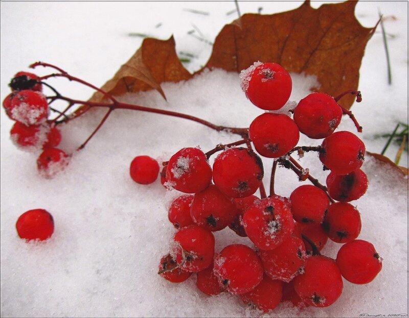 Занялась рябина зорькой алою. Калина обыкновенная красная гроздь. Рябина в снегу. Гроздь рябины. Ягоды рябины в снегу.