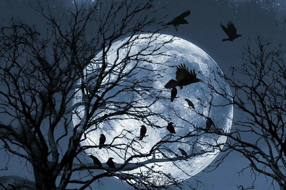 Почему вороны каркают ночью. Ворон на фоне Луны. Птица на фоне Луны. Луна и вороны. Ворон ночь Луна.
