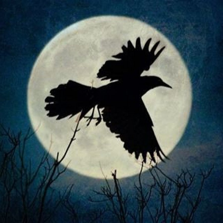 Болота вороны. Луна и вороны. Мистические вороны. Ворона и Луна. Вороны на фоне Луны.