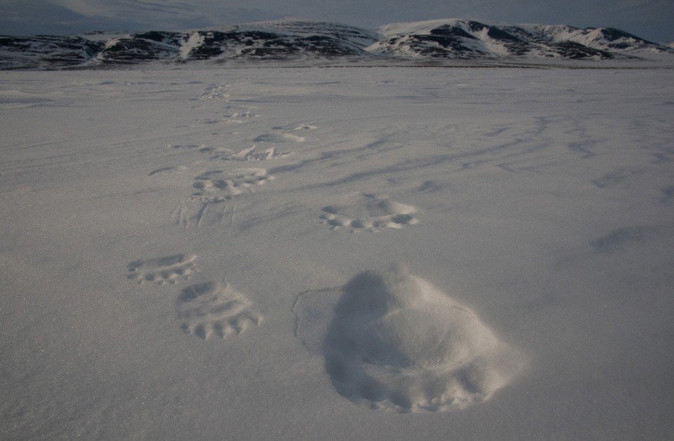 Следы белого медведя. Следы медведя на снегу. Следы белого медведя на снегу. Медвежьи следы на снегу.