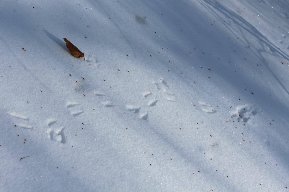 По следу крысы 2. Следы крысы на снегу. Следы полевки. Мышиные следы на снегу. Следы грызунов на снегу.