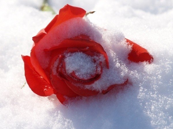 Доброе утро розы на снегу