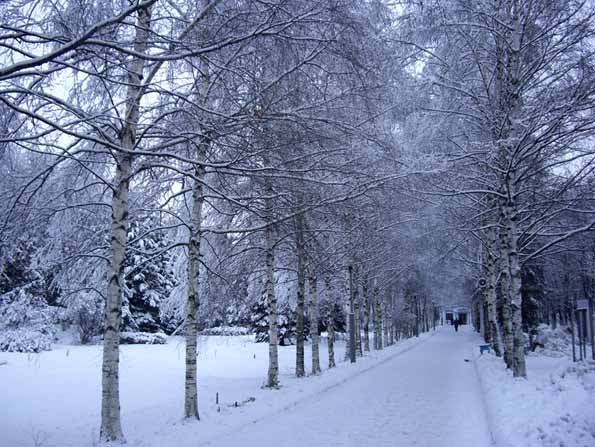 Иллюстрация к стихотворению Брюсова первый снег