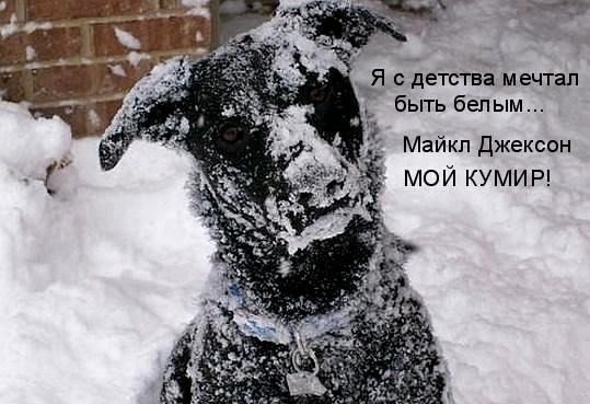 С первым снегом приколы