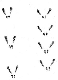 Следы зайца и белки